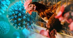 100+ Bird Flu cases by Friday?