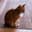 Will HOBBES reach $1b first?