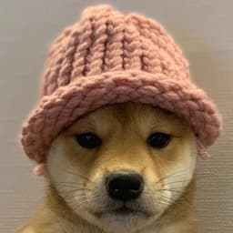 WIF listed on Coinbase or Binance?
