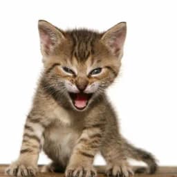 Will Roaring Kitty tweet between 50 and 74 times?