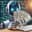 Will Google have the second highest estimated revenue for May 4–May 10, 2026?