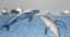 US Kamikaze Dolphins confirmed by May 31?