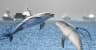 US Kamikaze Dolphins confirmed by May 31?
