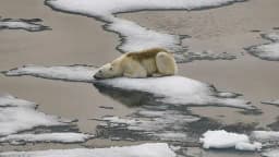 Will the minimum Arctic sea ice extent this summer be between 4.0m & 4.2m square kilometers?