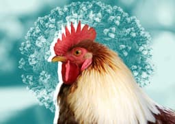 Another state declare a state of emergency over bird flu before February?