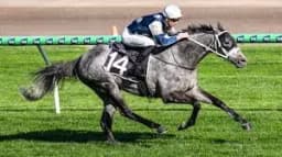 Will Al Riffa win the 2025 Lexus Melbourne Cup?