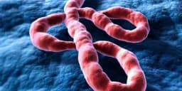 Will the United States have an Ebola case in 2026?